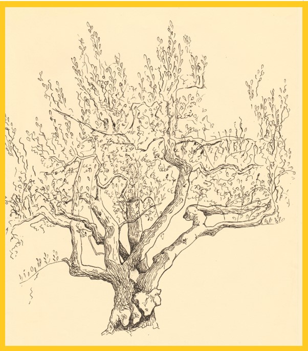 bellevuegardenservice@gmail.com